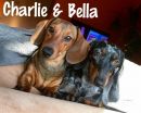 Charlie und Bella