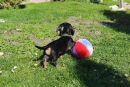 Dirty Harry und sein Ball