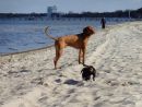 Bobby ( Moritz) am Strand